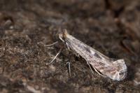 Parornix torquillella