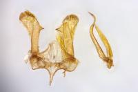 Parornix torquillella