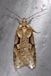 Semioscopis steinkellneriana