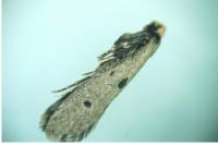 Tinea trinotella