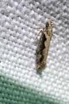 Ornativalva plutelliformis