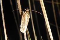 Agonopterix umbellana