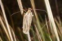 Agonopterix umbellana