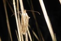 Agonopterix umbellana