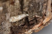 Elachista lugdunensis