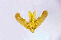 Elachista lugdunensis