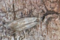 Elachista lugdunensis
