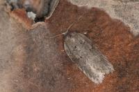 Acleris hastiana
