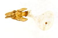 Acleris hastiana