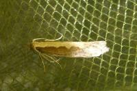 Plutella xylostella