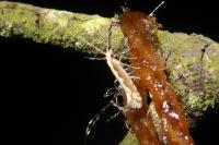 Plutella xylostella