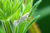 Plutella xylostella