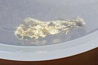 Nemapogon granellus