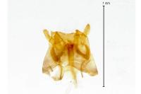 Nemapogon granellus