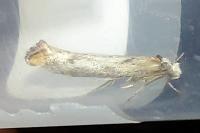 Pseudoswammerdamia combinella