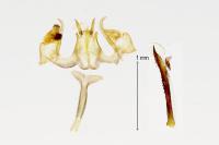 Pseudoswammerdamia combinella