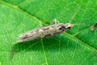 Plutella xylostella