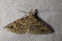 Alucita hexadactyla
