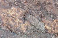 Filatima spurcella