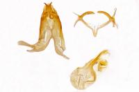 Filatima spurcella