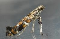 Gracillaria syringella