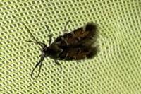Pancalia leuwenhoekella
