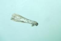 Huemeria campicolella tyrrhenica