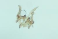 Huemeria campicolella tyrrhenica