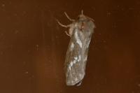 Korscheltellus lupulinus