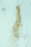 Monochroa lucidella