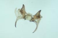 Monochroa lucidella