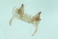 Monochroa lucidella