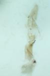 Apatema mediopallidum