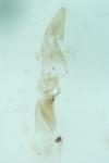 Apatema mediopallidum