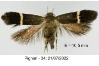 Aproaerema taeniolella