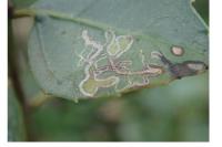 Bucculatrix alaternella