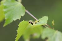 Coleophora anatipennella