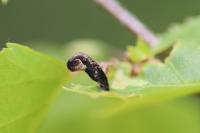 Coleophora anatipennella