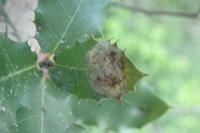 Phyllonorycter belotella