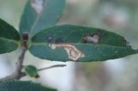Rosetea rosetella