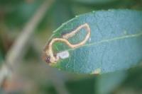 Rosetea rosetella