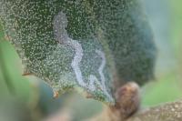 Acrocercops brongniardella