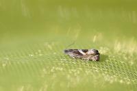 Grapholita jungiella