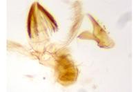 Stomopteryx spathulella