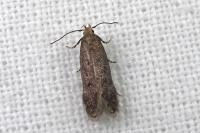 Stomopteryx spathulella