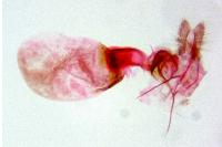 Aethes flagellana