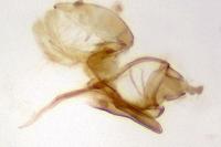 Aproaerema anthyllidella