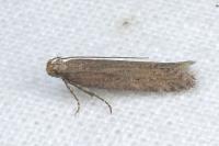 Scrobipalpa monochromella