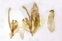 Scrobipalpa monochromella