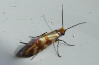 Micropterix tunbergella